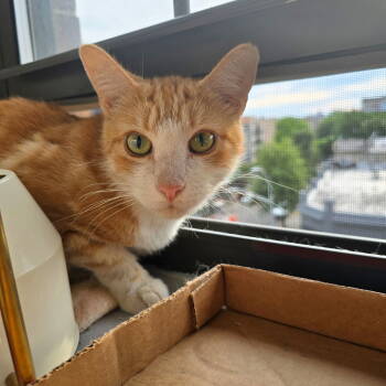 Rescue Domestic Short Hair Cats for Adoption - Fteley River | PetCurious