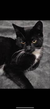 Rescue Tuxedo Cats for Adoption in Sacramento, California - Meadow | PetCurious