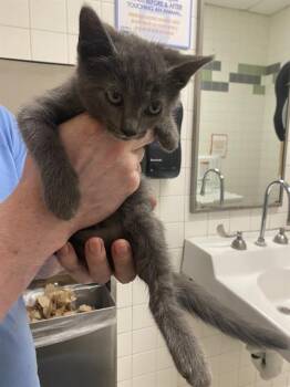 SOLO -  Domestic Short Hair Cat for Adoption in Dallas, Texas - SOLO | PetCurious