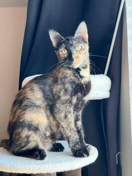 Kimchi -  Domestic Short Hair Cat for Adoption in Tulsa, Oklahoma - Kimchi | PetCurious