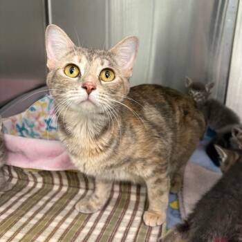 Domestic Short Hair Cats Available for Adoption in Clavet, Saskatchewan - Pearl | PetCurious