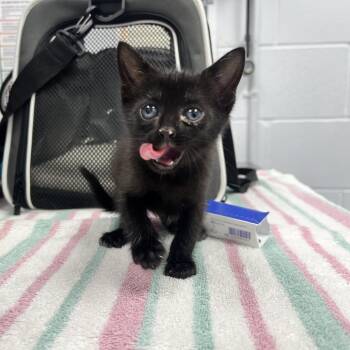 Pantera -  Domestic Short Hair Cat Available for Adoption in West Palm Beach, Florida - Pantera | PetCurious