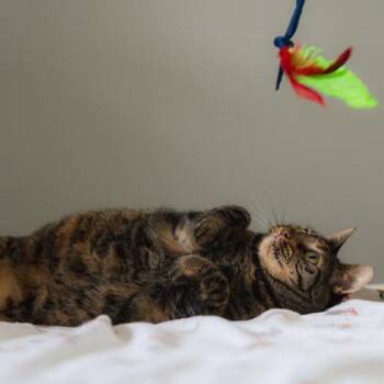Kait -  Domestic Short Hair Cat for Adoption in Atlanta, Georgia - Kait | PetCurious