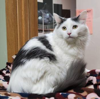 Rescue Domestic Medium Hair Cats for Adoption in Portage, Wisconsin - Cobweb | PetCurious