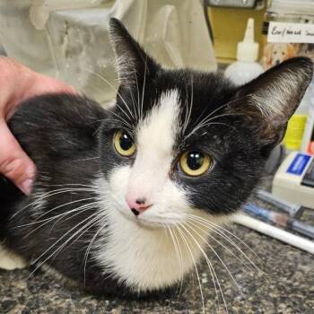 Chasper -  Domestic Short Hair Cat for Adoption in New York, New York - Chasper | PetCurious