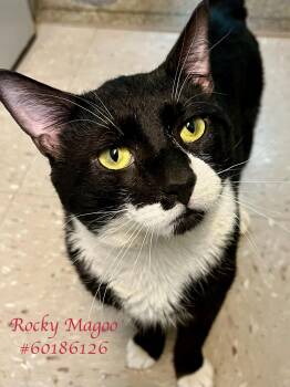 Tuxedo Cats Available for Adoption in Wilkes-barre, Pennsylvania - Rocky Magoo  | PetCurious