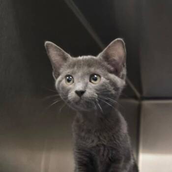Becky -  Domestic Short Hair Cat for Adoption in Tampa, Florida - Becky | PetCurious