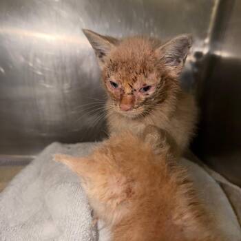 Pumpkin -  Domestic Short Hair Cat for Adoption in Winston-salem, North Carolina - Pumpkin | PetCurious
