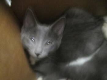 Domestic Short Hair Cats Available for Adoption in Ocala, Florida - ANNALISE | PetCurious