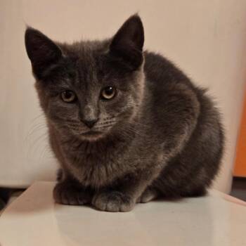 Petra -  Domestic Short Hair and Russian Blue Cat for Adoption in Mastic, New York - Petra | PetCurious