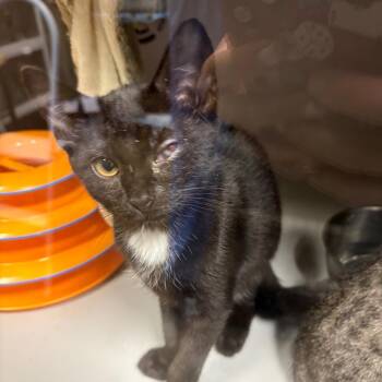 Mochi -  Domestic Short Hair Cat for Adoption in Columbus, North Carolina - Mochi | PetCurious