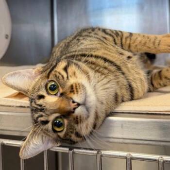 Domestic Short Hair Cats Available for Adoption - Seamore | PetCurious