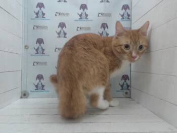 HONEY -  Domestic Short Hair Cat for Adoption in Orlando, Florida - HONEY | PetCurious