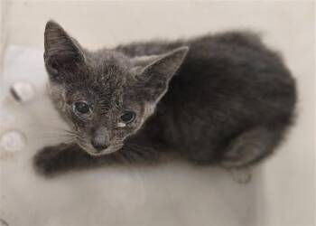 RUFFIAN -  Domestic Short Hair Cat for Adoption in Dallas, Texas - RUFFIAN | PetCurious