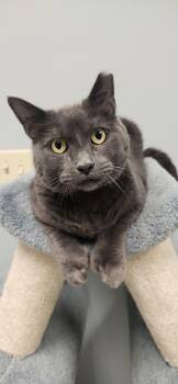 Domestic Short Hair and Extra Toes Cat Hemingway Polydactyl Cats Available for Adoption in Chambersburg, Pennsylvania - Max | PetCurious