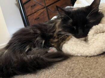 Domestic Short Hair Cats Available for Adoption in West Chester, Pennsylvania - S`mores | PetCurious