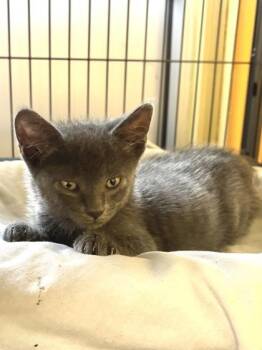 G-Monkey -  Domestic Short Hair Cat for Adoption in New Orleans, Louisiana - G-Monkey | PetCurious