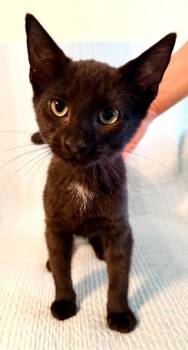 Oliver (and Owen) -  Domestic Short Hair Cat for Adoption in New York, New York - Oliver (and Owen) | PetCurious