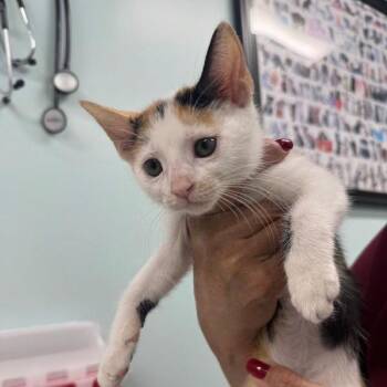 Lily -  Domestic Short Hair Cat for Adoption in Buffalo, New York - Lily | PetCurious