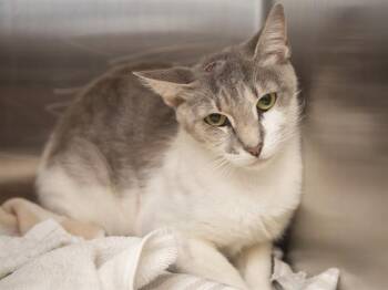 CHESLEY -  Domestic Medium Hair Cat for Adoption in Phoenix, Arizona - CHESLEY | PetCurious