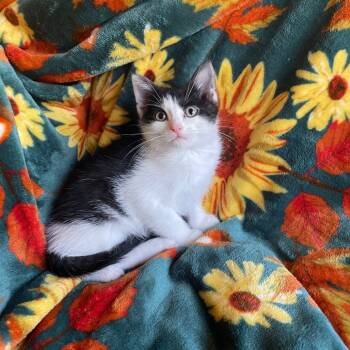 Rescue Domestic Short Hair Cats for Adoption in Greenwood, Missouri - Alonso | PetCurious