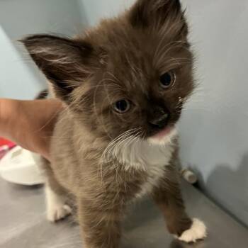 Ollie -  Domestic Medium Hair Cat for Adoption in Chattanooga, Tennessee - Ollie | PetCurious