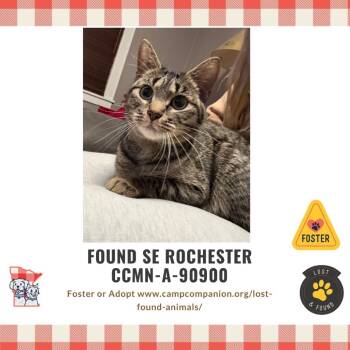 Rescue Domestic Short Hair Cats for Adoption in Rochester, Minnesota - FOUND SE ROCHESTER | PetCurious