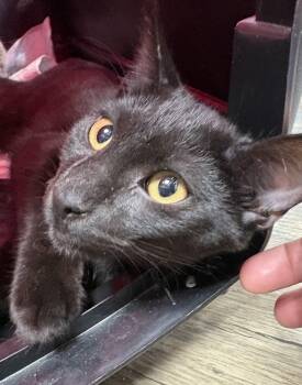 Worm -  Domestic Short Hair Cat for Adoption in Absecon, New Jersey - Worm | PetCurious