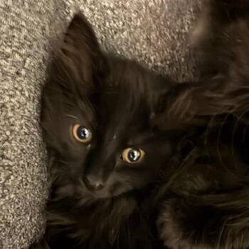 Bellatrix -  Domestic Medium Hair Cat for Adoption in Reno, Nevada - Bellatrix | PetCurious