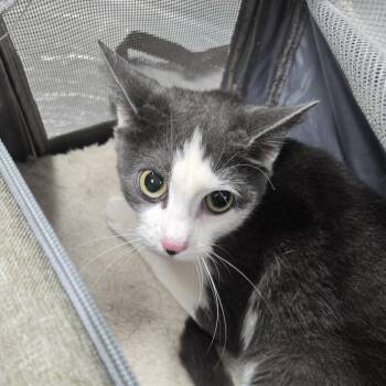 Domestic Short Hair Cats Available for Adoption in Newark, New Jersey - Lolita | PetCurious