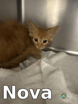 Nova -  Domestic Short Hair Cat for Adoption in Rocky Mount, North Carolina - Nova | PetCurious