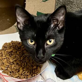 HARVEY -  Domestic Short Hair Cat for Adoption in St. Louis, Missouri - HARVEY | PetCurious