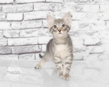 Warner -  Domestic Short Hair and Tabby Cat for Adoption in Tuscaloosa, Alabama - Warner | PetCurious