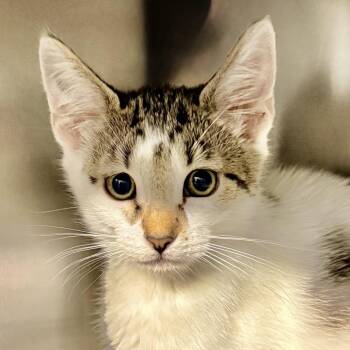 Kiwi -  Domestic Short Hair Cat for Adoption in Palm Springs, California - Kiwi | PetCurious