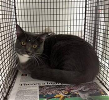 Rescue Domestic Short Hair Cats for Adoption in Fort Lauderdale, Florida - PARCHESSI | PetCurious