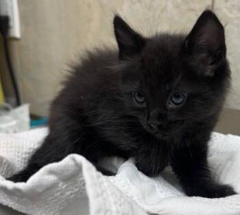 Logan -  Domestic Short Hair Cat for Adoption in Honolulu, Hawaii - Logan | PetCurious
