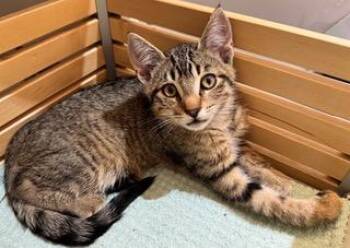 Biscuit -  Domestic Short Hair Cat for Adoption in Burnaby, British Columbia - Biscuit | PetCurious