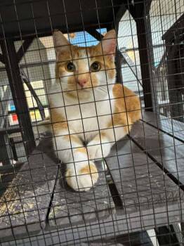 Rescue Domestic Short Hair Cats for Adoption in Pinellas Park, Florida - Tigger | PetCurious