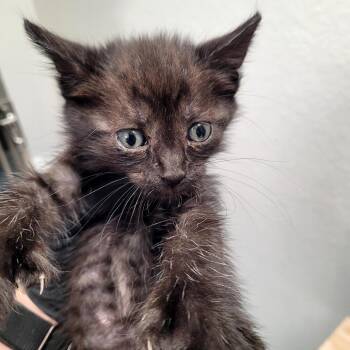 Susie (Red) -  Domestic Short Hair Cat for Adoption in Belfair, Washington - Susie (Red) | PetCurious