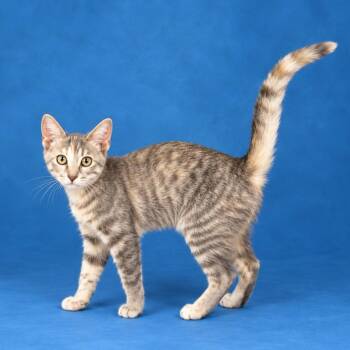Bagel -  Domestic Short Hair Cat for Adoption in Heber Springs, Arkansas - Bagel | PetCurious