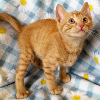 Push-Up -  Domestic Short Hair Cat for Adoption in Mt. Juliet, Tennessee - Push-Up | PetCurious