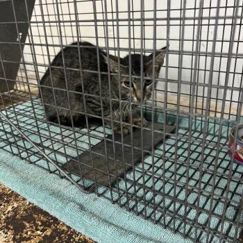 Annie -  Domestic Short Hair Cat for Adoption in Lake Jackson, Texas - Annie | PetCurious