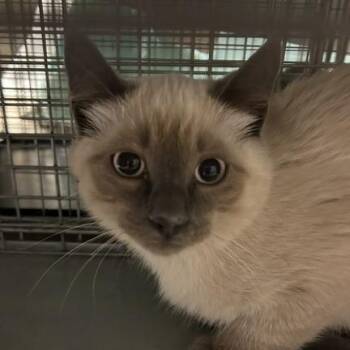 Costello/under-socialized -  Domestic Short Hair Cat for Adoption in Durango, Colorado - Costello/under-socialized | PetCurious