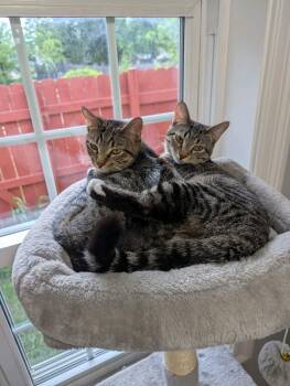 Rescue Domestic Short Hair Cats for Adoption in Lemont, Illinois - Rose & Flora | PetCurious