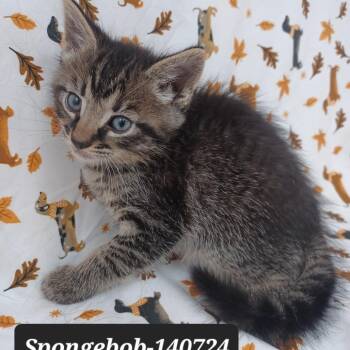 Domestic Short Hair Cats Available for Adoption in New Tazewell, Tennessee - Spongebob | PetCurious