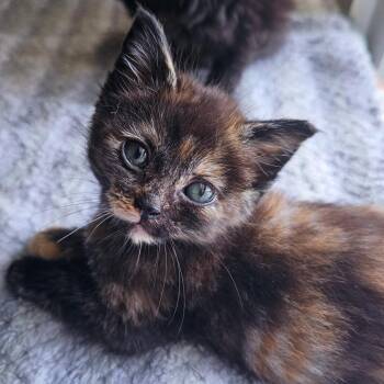 Ember -  Domestic Short Hair Cat for Adoption in Kansas City, Missouri - Ember | PetCurious