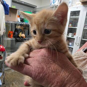 Sully -  Domestic Short Hair Cat for Adoption in Eureka Springs, Arkansas - Sully | PetCurious