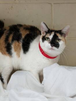Domestic Short Hair Cats Available for Adoption - Clara | PetCurious