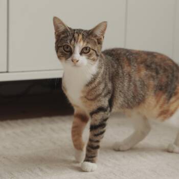 Anabelle -  Domestic Short Hair Cat for Adoption in Philadelphia, Pennsylvania - Anabelle | PetCurious