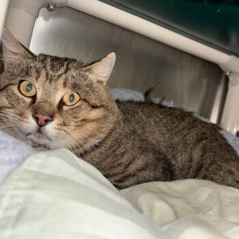Raccoon - Barn Cat -  Domestic Short Hair Cat for Adoption in Flagstaff, Arizona - Raccoon - Barn Cat | PetCurious